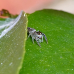 Opisthoncus grassator at Downer, ACT - 14 Sep 2022