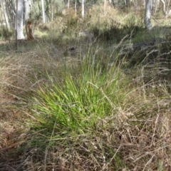 Lepidosperma laterale (Variable Sword Sedge) at Weetangera, ACT - 12 Sep 2022 by sangio7