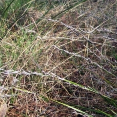 Lepidosperma laterale at Weetangera, ACT - 13 Sep 2022 09:58 AM