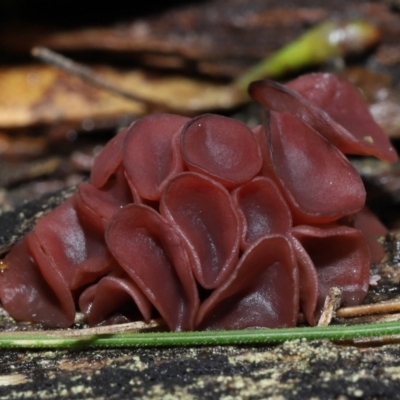 Ascocoryne sarcoides (Purple Jellydisc) at Tidbinbilla Nature Reserve - 31 Aug 2022 by TimL