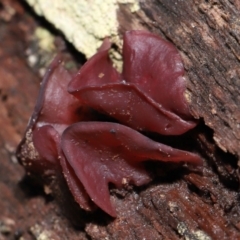 Ascocoryne sarcoides at Paddys River, ACT - 31 Aug 2022