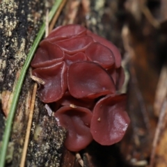 Ascocoryne sarcoides at Paddys River, ACT - 31 Aug 2022