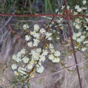 Acacia genistifolia at Bungendore, NSW - 14 Sep 2022