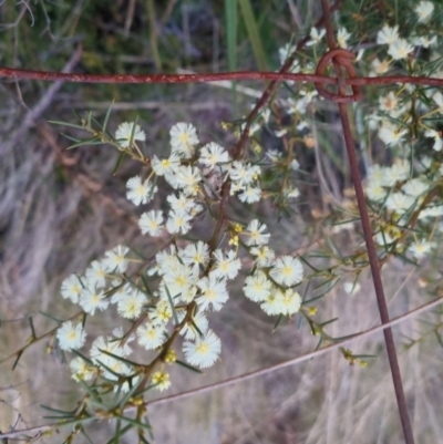 Acacia genistifolia (Early Wattle) at Bungendore, NSW - 14 Sep 2022 by clarehoneydove