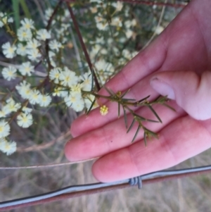 Acacia genistifolia at Bungendore, NSW - 14 Sep 2022