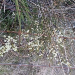 Acacia genistifolia at Bungendore, NSW - 14 Sep 2022