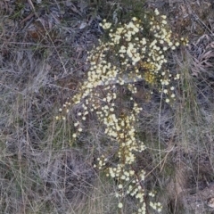 Acacia genistifolia at Bungendore, NSW - 14 Sep 2022