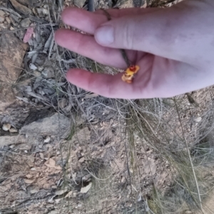 Dillwynia sericea at Bungendore, NSW - 14 Sep 2022 05:54 PM