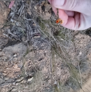 Dillwynia sericea at Bungendore, NSW - 14 Sep 2022 05:54 PM