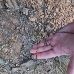 Dillwynia sericea at Bungendore, NSW - 14 Sep 2022 05:54 PM