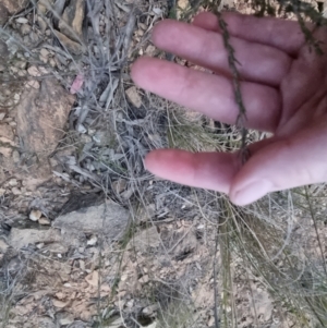 Dillwynia sericea at Bungendore, NSW - 14 Sep 2022 05:54 PM