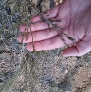 Dillwynia sericea at Bungendore, NSW - 14 Sep 2022 05:54 PM