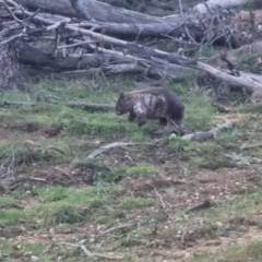 Vombatus ursinus (Common wombat, Bare-nosed Wombat) at QPRC LGA - 14 Sep 2022 by clarehoneydove