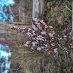 Styphelia fletcheri subsp. brevisepala (Twin Flower Beard-Heath) at Bungendore, NSW - 14 Sep 2022 by clarehoneydove