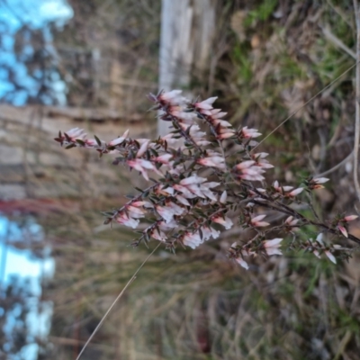 Styphelia fletcheri subsp. brevisepala (Twin Flower Beard-Heath) at Bungendore, NSW - 14 Sep 2022 by clarehoneydove