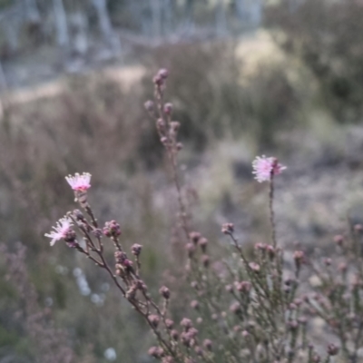 Kunzea parvifolia (Violet Kunzea) at Bungendore, NSW - 14 Sep 2022 by clarehoneydove