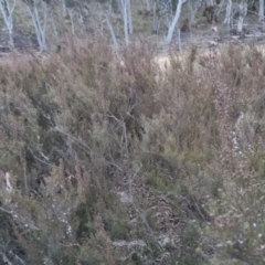 Kunzea parvifolia at Bungendore, NSW - 14 Sep 2022