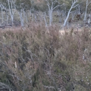 Kunzea parvifolia at Bungendore, NSW - 14 Sep 2022