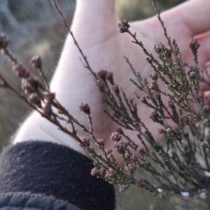 Kunzea parvifolia at Bungendore, NSW - 14 Sep 2022