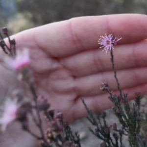 Kunzea parvifolia at Bungendore, NSW - 14 Sep 2022