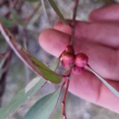 Eucalyptus sp. (A gum tree) at Bungendore, NSW - 14 Sep 2022 by clarehoneydove