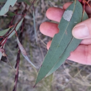 Eucalyptus sp. at Bungendore, NSW - 14 Sep 2022