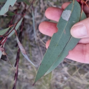 Eucalyptus sp. at Bungendore, NSW - 14 Sep 2022 05:45 PM