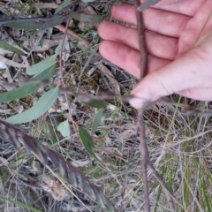 Eucalyptus sp. at Bungendore, NSW - 14 Sep 2022