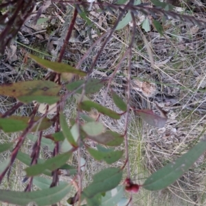 Eucalyptus sp. at Bungendore, NSW - 14 Sep 2022 05:45 PM