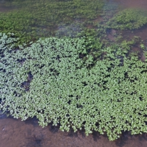 Callitriche stagnalis at Woomargama, NSW - 14 Sep 2022