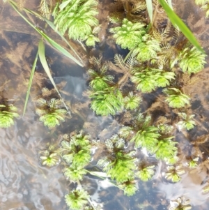 Myriophyllum aquaticum at Woomargama, NSW - 14 Sep 2022 12:45 PM