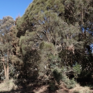 Allocasuarina littoralis at Lake Bathurst, NSW - 11 Sep 2022