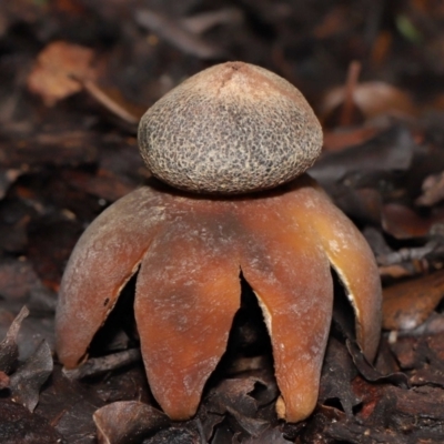 Astraeus hygrometricus (Barometer Earthstar) at Evatt, ACT - 9 Sep 2022 by TimL