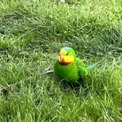 Polytelis swainsonii (Superb Parrot) at Mount Ainslie to Black Mountain - 14 Sep 2022 by YellowButton