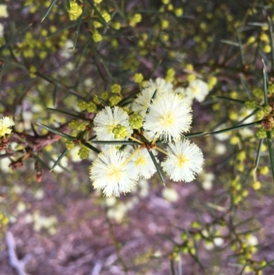 Acacia genistifolia (Early Wattle) at Lower Boro, NSW - 10 Sep 2022 by mcleana