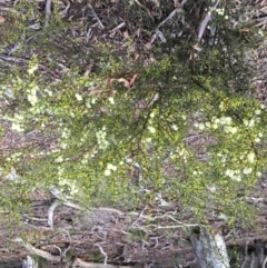 Acacia genistifolia at Lower Boro, NSW - 10 Sep 2022
