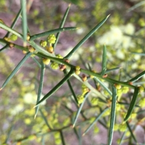 Acacia genistifolia at Lower Boro, NSW - 10 Sep 2022