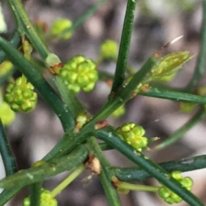 Acacia genistifolia at Lower Boro, NSW - 10 Sep 2022