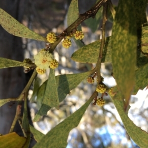 Acacia melanoxylon at Lower Boro, NSW - 10 Sep 2022