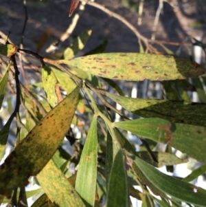 Acacia melanoxylon at Lower Boro, NSW - 10 Sep 2022