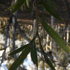 Acacia melanoxylon at Lower Boro, NSW - 10 Sep 2022