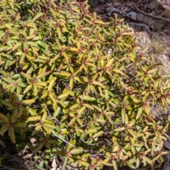 Philotheca myoporoides (Long-leaf Wax-Flower) at Cotter River, ACT - 14 Sep 2022 by Philip