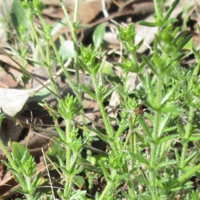 Galium gaudichaudii subsp. gaudichaudii (Rough Bedstraw) at Weetangera, ACT - 13 Sep 2022 by sangio7