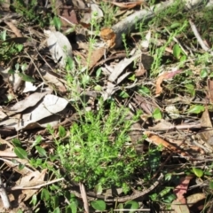 Galium gaudichaudii subsp. gaudichaudii at Weetangera, ACT - 13 Sep 2022