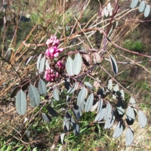 Indigofera australis subsp. australis at Weetangera, ACT - 13 Sep 2022