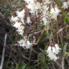 Cryptandra amara (Bitter Cryptandra) at Weetangera, ACT - 13 Sep 2022 by sangio7