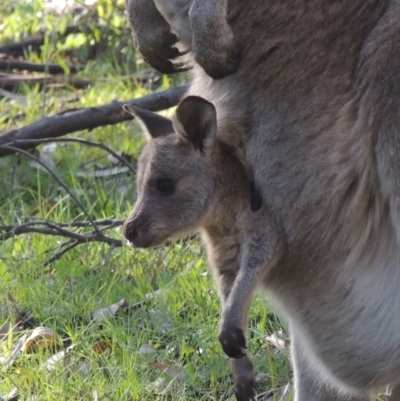 Macropus giganteus (Eastern Grey Kangaroo) at Gungaderra Grasslands - 27 Aug 2022 by michaelb