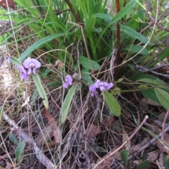 Hovea heterophylla (Common Hovea) at The Pinnacle - 13 Sep 2022 by sangio7