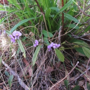 Hovea heterophylla at Weetangera, ACT - 13 Sep 2022