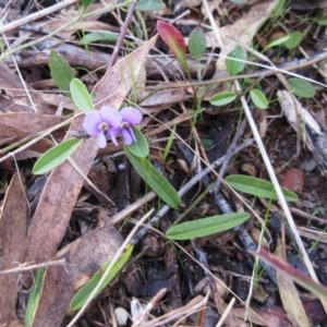 Hovea heterophylla at Weetangera, ACT - 13 Sep 2022